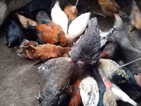 Shamo chickens — photo 2