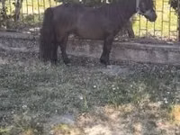 Hengst, Australian Pony — Foto 3