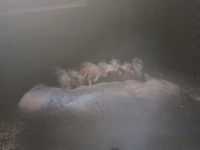 خنزير ذكر — الصورة 2