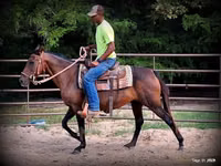 母马, Quarter Horse — 照片 6