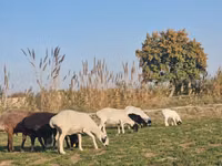 Ram, Sheep — photo 5