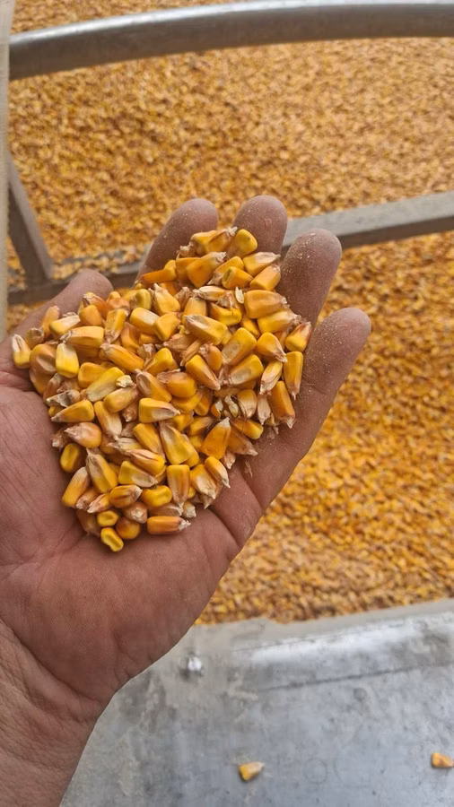 Porumb cu livrare acasă 4,40 lei/kg