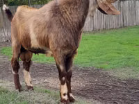 Cabro, Nubian Goat — foto 1