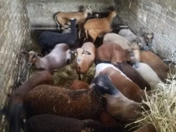 نعجة, Cameroon sheep