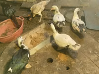 家养麝香鸭 — 照片 2