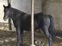 Hengst, Horse breed — Foto 2