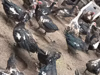 Domestic Muscovy — photo 3
