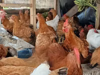 Shamo chickens — photo 2