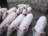 Schweine (Partie, Geschlecht nicht angegeben), Schweine — Foto 1