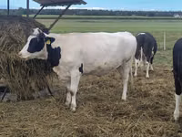 母牛, Holstein breed — 照片 4