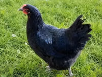 Chickens — الصورة 4