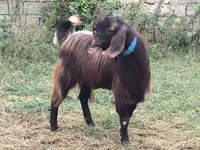 बकरा, Damask goat — फ़ोटो 3