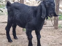 公山羊, Anatolian Black goats — 照片 2