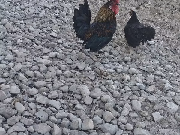 Chickens