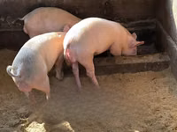 Pigs (batch, sex not specified), Pigs — photo 2