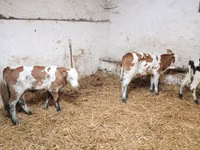मवेशी (लॉट, लिंग निर्दिष्ट नहीं), Simmental cattle — फ़ोटो 2