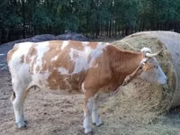 بقرة, Simmental cattle — الصورة 6