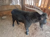 山羊（批次，未指定性别）, Goats — 照片 2