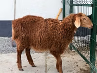 Oveja, Hissar sheep — foto 2
