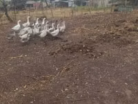 Geese — Foto 4