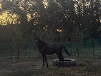 公马, Akhal-Teke — 照片 2