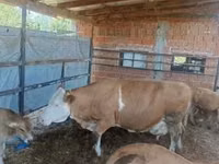 بقرة, French Simmental cattle — الصورة 2
