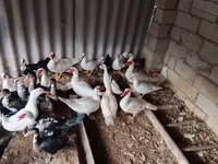Ducks — Foto 2