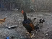 Chickens — الصورة 1