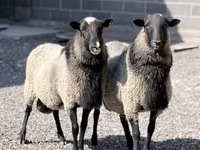 Carnero, Romanov sheep — foto 2
