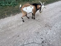 Ziegenbock, Ziegen — Foto 4
