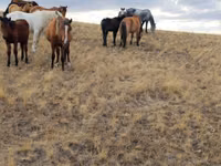 Caballos (lote, sexo no especificado), Caballos — foto 3