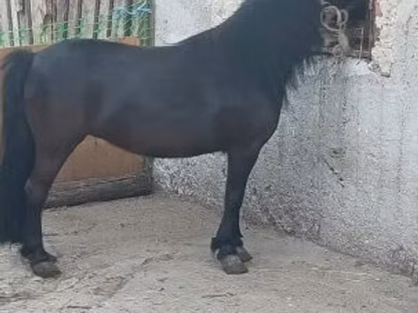 Mare, Horses