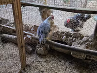 Chickens — फ़ोटो 2