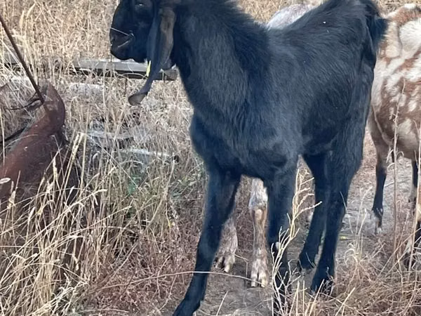 Cabra, Beetal goats
