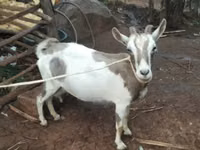 Goats (batch, sex not specified), Goats — photo 2