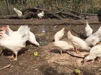 Leghorn — Foto 3