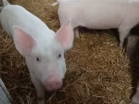 Schweine (Partie, Geschlecht nicht angegeben) — Foto 8