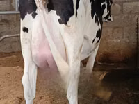 Vaca, Raza Holstein — foto 1