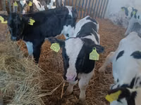 Bull, Russian Black pied cattle — photo 3