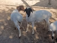 Ram, Sheep — photo 5