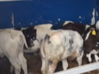 牛只（批次，未指定性别）, Cattle — 照片 4