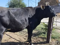 गाय, गोलस्टीन नस्ल — फ़ोटो 3