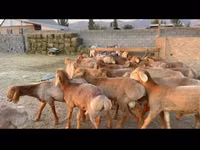 公羊, Karakul sheep — 照片 1
