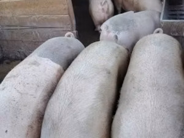Schweine (Partie, Geschlecht nicht angegeben), 