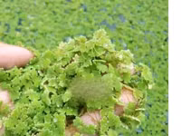 Alternative Protein for Free — फ़ोटो 3