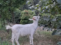 公山羊, Goats — 照片 2