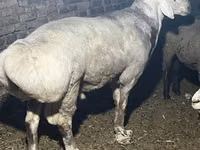 Ram, Afghan Arabi sheep — photo 4