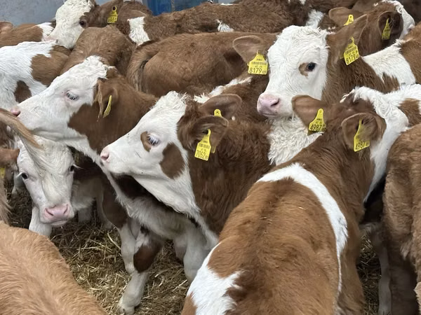 Rinder (Partie, Geschlecht nicht angegeben), Simmental cattle