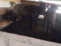 भेड़, Arabi sheep — फ़ोटो 2