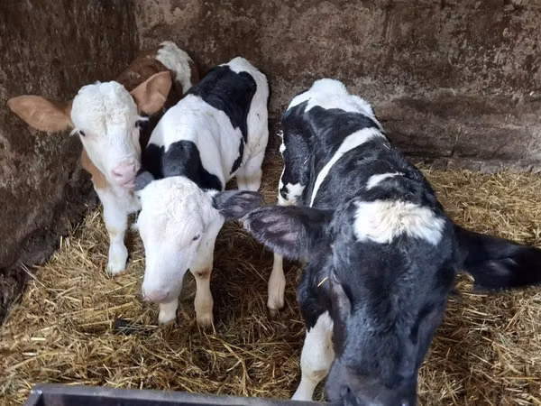 ثور, Russian Black pied cattle